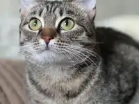 Котенок подросток Манюня, фотография 9