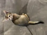 Абиссинские котята, фотография 4