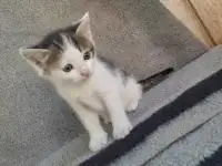 Котята, фотография 4