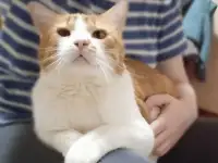 Рыжий котик Бонечка ищет дом и любящую семью!, фотография 5