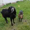 Молоко козье, фотография 2