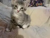 котенок в дар