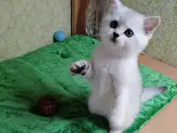 Британские котята, фотография 2