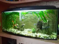 Продам аквариум с рыбками, фотография 3
