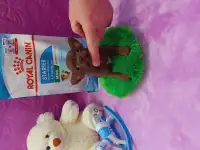 Мини чихуахуа, фотография 5