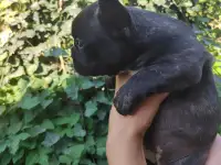Французский бульдог, фотография 5