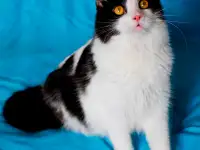 Красивый котик Масяня ищет семью!, фотография 3