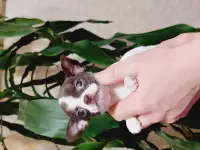 Мини чихуахуп, фотография 6
