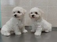 БИШОН ФРИЗЕ, фотография 5