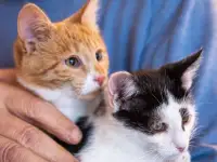 Черно-белый котенок в самые лучшие руки в дар!, фотография 9