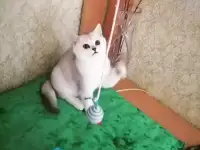 Котята британские, фотография 2