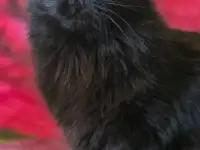 Малышка Дэйзи, фотография 2
