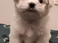 Мальтийская болонка мальчик. Мальтезе