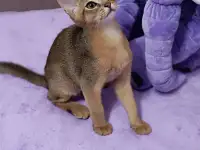 Абиссинский котенок мальчик
