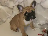 Французский бульдог, фотография 1