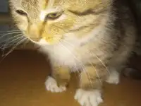 Найден котёнок, фотография 3
