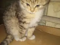 Отдам котенка в хорошие руки, фотография 7