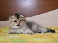Котята шотландские ЗОЛОТАЯ ШИНШИЛЛА, фотография 6