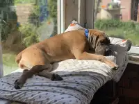 девочка КАНЕ КОРСО