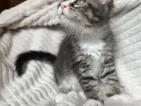 Котята мейн-кун, фотография 2