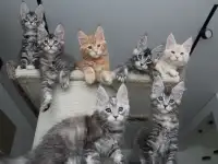 Котята мейн-кун, фотография 6
