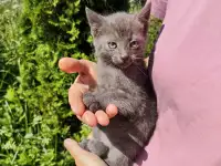 Забавные котята ищут добрые руки