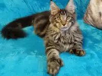 Котят Мейн Кун, фотография 4