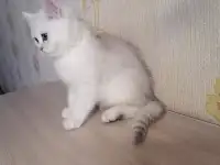 Британский котёнок, фотография 3