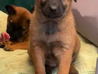 Щенки бельгийской овчарки