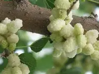 Шелковица, фотография 4