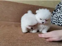 Померанский шпиц