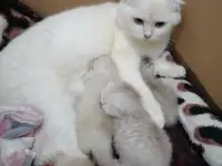 Котята, фотография 3