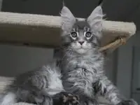 Котенок мейн-кун!, фотография 2