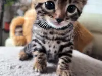 Бенгальские  котята, фотография 3