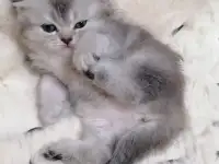Котята шотландские вислоухие, фотография 4