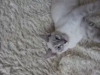 Котята в добрые руки, фотография 2