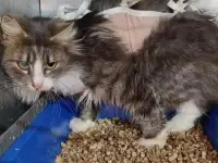 Кошка Маша! Ищет дом! Срочно!, фотография 2