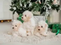 Бишон фризе, фотография 10