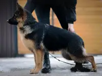 Щенки немецкие овчарки, фотография 8