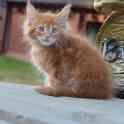 Мейн Кун котята, фотография 9