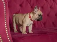 Милые французики, фотография 9