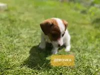 Щенки, фотография 4