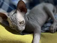 Котята канадского сфинкса, фотография 7