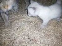 Котята в добрые руки, фотография 4