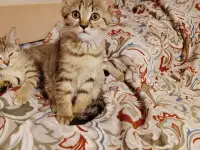 Шотландские мальчик и девочки, фотография 2