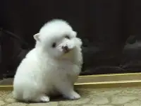 Щенок шпица