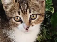 Кошка в добрые руки