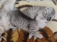 Шотландский котята, фотография 4