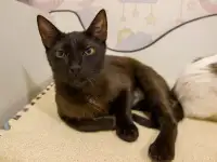 Черная кошечка котенок Фелиция в поисках семьи и дома!, фотография 5