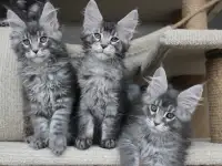 Котята мейн кун ждут Вас!, фотография 2